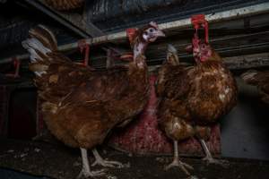 Hen with missing feathers - Farm Pride supplies free range and cage free eggs to major supermarkets under their own brand and is also a supplier for Coles brand free range eggs. Their Bears Lagoon farm supplies free range eggs from a system described by The Age as 'intensive free-range farming.'

In these sheds tens of thousands of birds struggle for space in filthy sheds. Hens showed evidence of reproductive illnesses and feather pecking, including missing feathers from their wings and necks. One chicken was filmed with a twisted, deformed leg, while others showed clear signs of being bullied by being pecked by other chickens.

On this farm investigators entered an empty shed where hens had been 'depopulated,' to be taken to slaughter. Two chickens had been left behind and were found huddled in the empty stacks, missing almost all of the feathers from their backs and necks. In another shed hens were found to be laying jelly-like, soft shelled eggs, an indication of nutrition deficiencies and stress. Hens would fight to eat these eggs, a valuable source of calcium in their otherwise deprived diets. - Captured at Farm Pride Bears Lagoon - Site 1, Bears Lagoon VIC Australia.