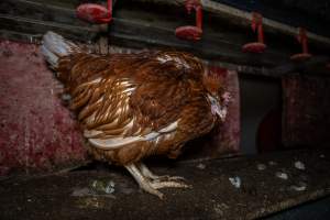 Unwell hen in shed - Farm Pride supplies free range and cage free eggs to major supermarkets under their own brand and is also a supplier for Coles brand free range eggs. Their Bears Lagoon farm supplies free range eggs from a system described by The Age as 'intensive free-range farming.'

In these sheds tens of thousands of birds struggle for space in filthy sheds. Hens showed evidence of reproductive illnesses and feather pecking, including missing feathers from their wings and necks. One chicken was filmed with a twisted, deformed leg, while others showed clear signs of being bullied by being pecked by other chickens.

On this farm investigators entered an empty shed where hens had been 'depopulated,' to be taken to slaughter. Two chickens had been left behind and were found huddled in the empty stacks, missing almost all of the feathers from their backs and necks. In another shed hens were found to be laying jelly-like, soft shelled eggs, an indication of nutrition deficiencies and stress. Hens would fight to eat these eggs, a valuable source of calcium in their otherwise deprived diets. - Captured at Farm Pride Bears Lagoon - Site 1, Bears Lagoon VIC Australia.