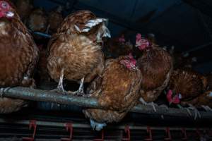 Free-Range Eggs Investigation 2025 - Farm Pride supplies free range and cage free eggs to major supermarkets under their own brand and is also a supplier for Coles brand free range eggs. Their Bears Lagoon farm supplies free range eggs from a system described by The Age as 'intensive free-range farming.'
In these sheds tens of thousands of birds struggle for space in filthy sheds. Hens showed evidence of reproductive illnesses and feather pecking, including missing feathers from their wings and necks. One chicken was filmed with a twisted, deformed leg, while others showed clear signs of being bullied by being pecked by other chickens.
On this farm investigators entered an empty shed where hens had been 'depopulated,' to be taken to slaughter. Two chickens had been left behind and were found huddled in the empty stacks, missing almost all of the feathers from their backs and necks. In another shed hens were found to be laying jelly-like, soft shelled eggs, an indication of nutrition deficiencies and stress. Hens would fight to eat these eggs, a valuable source of calcium in their otherwise deprived diets. - Captured at Farm Pride Bears Lagoon - Site 1, Bears Lagoon VIC Australia.