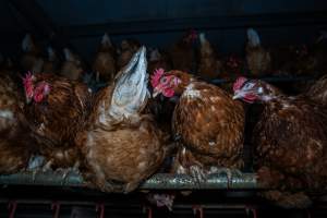 Free-Range Eggs Investigation 2025 - Farm Pride supplies free range and cage free eggs to major supermarkets under their own brand and is also a supplier for Coles brand free range eggs. Their Bears Lagoon farm supplies free range eggs from a system described by The Age as 'intensive free-range farming.'

In these sheds tens of thousands of birds struggle for space in filthy sheds. Hens showed evidence of reproductive illnesses and feather pecking, including missing feathers from their wings and necks. One chicken was filmed with a twisted, deformed leg, while others showed clear signs of being bullied by being pecked by other chickens.

On this farm investigators entered an empty shed where hens had been 'depopulated,' to be taken to slaughter. Two chickens had been left behind and were found huddled in the empty stacks, missing almost all of the feathers from their backs and necks. In another shed hens were found to be laying jelly-like, soft shelled eggs, an indication of nutrition deficiencies and stress. Hens would fight to eat these eggs, a valuable source of calcium in their otherwise deprived diets. - Captured at Farm Pride Bears Lagoon - Site 1, Bears Lagoon VIC Australia.