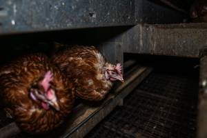 Hen with missing feathers - Farm Pride supplies free range and cage free eggs to major supermarkets under their own brand and is also a supplier for Coles brand free range eggs. Their Bears Lagoon farm supplies free range eggs from a system described by The Age as 'intensive free-range farming.'

In these sheds tens of thousands of birds struggle for space in filthy sheds. Hens showed evidence of reproductive illnesses and feather pecking, including missing feathers from their wings and necks. One chicken was filmed with a twisted, deformed leg, while others showed clear signs of being bullied by being pecked by other chickens.

On this farm investigators entered an empty shed where hens had been 'depopulated,' to be taken to slaughter. Two chickens had been left behind and were found huddled in the empty stacks, missing almost all of the feathers from their backs and necks. In another shed hens were found to be laying jelly-like, soft shelled eggs, an indication of nutrition deficiencies and stress. Hens would fight to eat these eggs, a valuable source of calcium in their otherwise deprived diets. - Captured at Farm Pride Bears Lagoon - Site 1, Bears Lagoon VIC Australia.