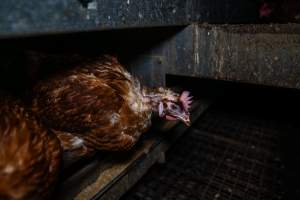 Hen with missing feathers - Farm Pride supplies free range and cage free eggs to major supermarkets under their own brand and is also a supplier for Coles brand free range eggs. Their Bears Lagoon farm supplies free range eggs from a system described by The Age as 'intensive free-range farming.'
In these sheds tens of thousands of birds struggle for space in filthy sheds. Hens showed evidence of reproductive illnesses and feather pecking, including missing feathers from their wings and necks. One chicken was filmed with a twisted, deformed leg, while others showed clear signs of being bullied by being pecked by other chickens.
On this farm investigators entered an empty shed where hens had been 'depopulated,' to be taken to slaughter. Two chickens had been left behind and were found huddled in the empty stacks, missing almost all of the feathers from their backs and necks. In another shed hens were found to be laying jelly-like, soft shelled eggs, an indication of nutrition deficiencies and stress. Hens would fight to eat these eggs, a valuable source of calcium in their otherwise deprived diets. - Captured at Farm Pride Bears Lagoon - Site 1, Bears Lagoon VIC Australia.