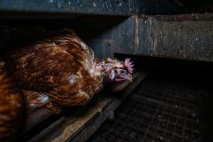 Hen with missing feathers - Farm Pride supplies free range and cage free eggs to major supermarkets under their own brand and is also a supplier for Coles brand free range eggs. Their Bears Lagoon farm supplies free range eggs from a system described by The Age as 'intensive free-range farming.'

In these sheds tens of thousands of birds struggle for space in filthy sheds. Hens showed evidence of reproductive illnesses and feather pecking, including missing feathers from their wings and necks. One chicken was filmed with a twisted, deformed leg, while others showed clear signs of being bullied by being pecked by other chickens.

On this farm investigators entered an empty shed where hens had been 'depopulated,' to be taken to slaughter. Two chickens had been left behind and were found huddled in the empty stacks, missing almost all of the feathers from their backs and necks. In another shed hens were found to be laying jelly-like, soft shelled eggs, an indication of nutrition deficiencies and stress. Hens would fight to eat these eggs, a valuable source of calcium in their otherwise deprived diets. - Captured at Farm Pride Bears Lagoon - Site 1, Bears Lagoon VIC Australia.