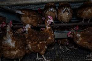 Free-Range Eggs Investigation 2025 - Farm Pride supplies free range and cage free eggs to major supermarkets under their own brand and is also a supplier for Coles brand free range eggs. Their Bears Lagoon farm supplies free range eggs from a system described by The Age as 'intensive free-range farming.'

In these sheds tens of thousands of birds struggle for space in filthy sheds. Hens showed evidence of reproductive illnesses and feather pecking, including missing feathers from their wings and necks. One chicken was filmed with a twisted, deformed leg, while others showed clear signs of being bullied by being pecked by other chickens.

On this farm investigators entered an empty shed where hens had been 'depopulated,' to be taken to slaughter. Two chickens had been left behind and were found huddled in the empty stacks, missing almost all of the feathers from their backs and necks. In another shed hens were found to be laying jelly-like, soft shelled eggs, an indication of nutrition deficiencies and stress. Hens would fight to eat these eggs, a valuable source of calcium in their otherwise deprived diets. - Captured at Farm Pride Bears Lagoon - Site 1, Bears Lagoon VIC Australia.