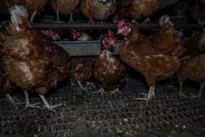 Free-Range Eggs Investigation 2025 - Farm Pride supplies free range and cage free eggs to major supermarkets under their own brand and is also a supplier for Coles brand free range eggs. Their Bears Lagoon farm supplies free range eggs from a system described by The Age as 'intensive free-range farming.'

In these sheds tens of thousands of birds struggle for space in filthy sheds. Hens showed evidence of reproductive illnesses and feather pecking, including missing feathers from their wings and necks. One chicken was filmed with a twisted, deformed leg, while others showed clear signs of being bullied by being pecked by other chickens.

On this farm investigators entered an empty shed where hens had been 'depopulated,' to be taken to slaughter. Two chickens had been left behind and were found huddled in the empty stacks, missing almost all of the feathers from their backs and necks. In another shed hens were found to be laying jelly-like, soft shelled eggs, an indication of nutrition deficiencies and stress. Hens would fight to eat these eggs, a valuable source of calcium in their otherwise deprived diets. - Captured at Farm Pride Bears Lagoon - Site 1, Bears Lagoon VIC Australia.