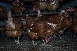 Free-Range Eggs Investigation 2025 - Farm Pride supplies free range and cage free eggs to major supermarkets under their own brand and is also a supplier for Coles brand free range eggs. Their Bears Lagoon farm supplies free range eggs from a system described by The Age as 'intensive free-range farming.'
In these sheds tens of thousands of birds struggle for space in filthy sheds. Hens showed evidence of reproductive illnesses and feather pecking, including missing feathers from their wings and necks. One chicken was filmed with a twisted, deformed leg, while others showed clear signs of being bullied by being pecked by other chickens.
On this farm investigators entered an empty shed where hens had been 'depopulated,' to be taken to slaughter. Two chickens had been left behind and were found huddled in the empty stacks, missing almost all of the feathers from their backs and necks. In another shed hens were found to be laying jelly-like, soft shelled eggs, an indication of nutrition deficiencies and stress. Hens would fight to eat these eggs, a valuable source of calcium in their otherwise deprived diets. - Captured at Farm Pride Bears Lagoon - Site 1, Bears Lagoon VIC Australia.