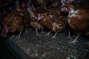 Free-Range Eggs Investigation 2025 - Farm Pride supplies free range and cage free eggs to major supermarkets under their own brand and is also a supplier for Coles brand free range eggs. Their Bears Lagoon farm supplies free range eggs from a system described by The Age as 'intensive free-range farming.'

In these sheds tens of thousands of birds struggle for space in filthy sheds. Hens showed evidence of reproductive illnesses and feather pecking, including missing feathers from their wings and necks. One chicken was filmed with a twisted, deformed leg, while others showed clear signs of being bullied by being pecked by other chickens.

On this farm investigators entered an empty shed where hens had been 'depopulated,' to be taken to slaughter. Two chickens had been left behind and were found huddled in the empty stacks, missing almost all of the feathers from their backs and necks. In another shed hens were found to be laying jelly-like, soft shelled eggs, an indication of nutrition deficiencies and stress. Hens would fight to eat these eggs, a valuable source of calcium in their otherwise deprived diets. - Captured at Farm Pride Bears Lagoon - Site 1, Bears Lagoon VIC Australia.