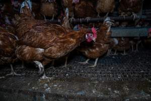 Free-Range Eggs Investigation 2025 - Farm Pride supplies free range and cage free eggs to major supermarkets under their own brand and is also a supplier for Coles brand free range eggs. Their Bears Lagoon farm supplies free range eggs from a system described by The Age as 'intensive free-range farming.'

In these sheds tens of thousands of birds struggle for space in filthy sheds. Hens showed evidence of reproductive illnesses and feather pecking, including missing feathers from their wings and necks. One chicken was filmed with a twisted, deformed leg, while others showed clear signs of being bullied by being pecked by other chickens.

On this farm investigators entered an empty shed where hens had been 'depopulated,' to be taken to slaughter. Two chickens had been left behind and were found huddled in the empty stacks, missing almost all of the feathers from their backs and necks. In another shed hens were found to be laying jelly-like, soft shelled eggs, an indication of nutrition deficiencies and stress. Hens would fight to eat these eggs, a valuable source of calcium in their otherwise deprived diets. - Captured at Farm Pride Bears Lagoon - Site 1, Bears Lagoon VIC Australia.