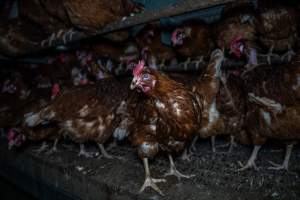 Free-Range Eggs Investigation 2025 - Farm Pride supplies free range and cage free eggs to major supermarkets under their own brand and is also a supplier for Coles brand free range eggs. Their Bears Lagoon farm supplies free range eggs from a system described by The Age as 'intensive free-range farming.'
In these sheds tens of thousands of birds struggle for space in filthy sheds. Hens showed evidence of reproductive illnesses and feather pecking, including missing feathers from their wings and necks. One chicken was filmed with a twisted, deformed leg, while others showed clear signs of being bullied by being pecked by other chickens.
On this farm investigators entered an empty shed where hens had been 'depopulated,' to be taken to slaughter. Two chickens had been left behind and were found huddled in the empty stacks, missing almost all of the feathers from their backs and necks. In another shed hens were found to be laying jelly-like, soft shelled eggs, an indication of nutrition deficiencies and stress. Hens would fight to eat these eggs, a valuable source of calcium in their otherwise deprived diets. - Captured at Farm Pride Bears Lagoon - Site 1, Bears Lagoon VIC Australia.