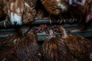 Hens at feeders - Farm Pride supplies free range and cage free eggs to major supermarkets under their own brand and is also a supplier for Coles brand free range eggs. Their Bears Lagoon farm supplies free range eggs from a system described by The Age as 'intensive free-range farming.'
In these sheds tens of thousands of birds struggle for space in filthy sheds. Hens showed evidence of reproductive illnesses and feather pecking, including missing feathers from their wings and necks. One chicken was filmed with a twisted, deformed leg, while others showed clear signs of being bullied by being pecked by other chickens.
On this farm investigators entered an empty shed where hens had been 'depopulated,' to be taken to slaughter. Two chickens had been left behind and were found huddled in the empty stacks, missing almost all of the feathers from their backs and necks. In another shed hens were found to be laying jelly-like, soft shelled eggs, an indication of nutrition deficiencies and stress. Hens would fight to eat these eggs, a valuable source of calcium in their otherwise deprived diets. - Captured at Farm Pride Bears Lagoon - Site 1, Bears Lagoon VIC Australia.