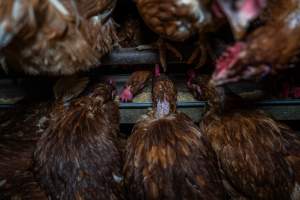 Hens at feeders - Farm Pride supplies free range and cage free eggs to major supermarkets under their own brand and is also a supplier for Coles brand free range eggs. Their Bears Lagoon farm supplies free range eggs from a system described by The Age as 'intensive free-range farming.'

In these sheds tens of thousands of birds struggle for space in filthy sheds. Hens showed evidence of reproductive illnesses and feather pecking, including missing feathers from their wings and necks. One chicken was filmed with a twisted, deformed leg, while others showed clear signs of being bullied by being pecked by other chickens.

On this farm investigators entered an empty shed where hens had been 'depopulated,' to be taken to slaughter. Two chickens had been left behind and were found huddled in the empty stacks, missing almost all of the feathers from their backs and necks. In another shed hens were found to be laying jelly-like, soft shelled eggs, an indication of nutrition deficiencies and stress. Hens would fight to eat these eggs, a valuable source of calcium in their otherwise deprived diets. - Captured at Farm Pride Bears Lagoon - Site 1, Bears Lagoon VIC Australia.