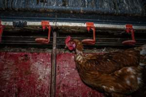 Hens at feeders - Farm Pride supplies free range and cage free eggs to major supermarkets under their own brand and is also a supplier for Coles brand free range eggs. Their Bears Lagoon farm supplies free range eggs from a system described by The Age as 'intensive free-range farming.'

In these sheds tens of thousands of birds struggle for space in filthy sheds. Hens showed evidence of reproductive illnesses and feather pecking, including missing feathers from their wings and necks. One chicken was filmed with a twisted, deformed leg, while others showed clear signs of being bullied by being pecked by other chickens.

On this farm investigators entered an empty shed where hens had been 'depopulated,' to be taken to slaughter. Two chickens had been left behind and were found huddled in the empty stacks, missing almost all of the feathers from their backs and necks. In another shed hens were found to be laying jelly-like, soft shelled eggs, an indication of nutrition deficiencies and stress. Hens would fight to eat these eggs, a valuable source of calcium in their otherwise deprived diets. - Captured at Farm Pride Bears Lagoon - Site 1, Bears Lagoon VIC Australia.