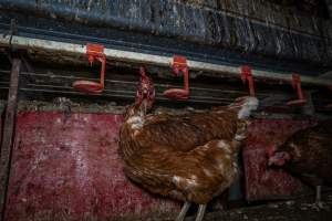 Free-Range Eggs Investigation 2025 - Farm Pride supplies free range and cage free eggs to major supermarkets under their own brand and is also a supplier for Coles brand free range eggs. Their Bears Lagoon farm supplies free range eggs from a system described by The Age as 'intensive free-range farming.'

In these sheds tens of thousands of birds struggle for space in filthy sheds. Hens showed evidence of reproductive illnesses and feather pecking, including missing feathers from their wings and necks. One chicken was filmed with a twisted, deformed leg, while others showed clear signs of being bullied by being pecked by other chickens.

On this farm investigators entered an empty shed where hens had been 'depopulated,' to be taken to slaughter. Two chickens had been left behind and were found huddled in the empty stacks, missing almost all of the feathers from their backs and necks. In another shed hens were found to be laying jelly-like, soft shelled eggs, an indication of nutrition deficiencies and stress. Hens would fight to eat these eggs, a valuable source of calcium in their otherwise deprived diets. - Captured at Farm Pride Bears Lagoon - Site 1, Bears Lagoon VIC Australia.