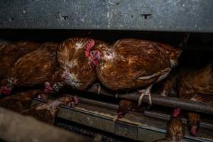 Free-Range Eggs Investigation 2025 - Farm Pride supplies free range and cage free eggs to major supermarkets under their own brand and is also a supplier for Coles brand free range eggs. Their Bears Lagoon farm supplies free range eggs from a system described by The Age as 'intensive free-range farming.'

In these sheds tens of thousands of birds struggle for space in filthy sheds. Hens showed evidence of reproductive illnesses and feather pecking, including missing feathers from their wings and necks. One chicken was filmed with a twisted, deformed leg, while others showed clear signs of being bullied by being pecked by other chickens.

On this farm investigators entered an empty shed where hens had been 'depopulated,' to be taken to slaughter. Two chickens had been left behind and were found huddled in the empty stacks, missing almost all of the feathers from their backs and necks. In another shed hens were found to be laying jelly-like, soft shelled eggs, an indication of nutrition deficiencies and stress. Hens would fight to eat these eggs, a valuable source of calcium in their otherwise deprived diets. - Captured at Farm Pride Bears Lagoon - Site 1, Bears Lagoon VIC Australia.