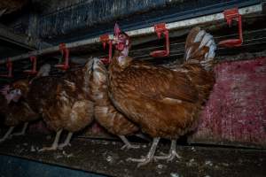 Free-Range Eggs Investigation 2025 - Farm Pride supplies free range and cage free eggs to major supermarkets under their own brand and is also a supplier for Coles brand free range eggs. Their Bears Lagoon farm supplies free range eggs from a system described by The Age as 'intensive free-range farming.'

In these sheds tens of thousands of birds struggle for space in filthy sheds. Hens showed evidence of reproductive illnesses and feather pecking, including missing feathers from their wings and necks. One chicken was filmed with a twisted, deformed leg, while others showed clear signs of being bullied by being pecked by other chickens.

On this farm investigators entered an empty shed where hens had been 'depopulated,' to be taken to slaughter. Two chickens had been left behind and were found huddled in the empty stacks, missing almost all of the feathers from their backs and necks. In another shed hens were found to be laying jelly-like, soft shelled eggs, an indication of nutrition deficiencies and stress. Hens would fight to eat these eggs, a valuable source of calcium in their otherwise deprived diets. - Captured at Farm Pride Bears Lagoon - Site 1, Bears Lagoon VIC Australia.