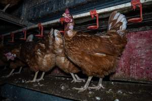 Hen with missing feathers on neck - Farm Pride supplies free range and cage free eggs to major supermarkets under their own brand and is also a supplier for Coles brand free range eggs. Their Bears Lagoon farm supplies free range eggs from a system described by The Age as 'intensive free-range farming.'
In these sheds tens of thousands of birds struggle for space in filthy sheds. Hens showed evidence of reproductive illnesses and feather pecking, including missing feathers from their wings and necks. One chicken was filmed with a twisted, deformed leg, while others showed clear signs of being bullied by being pecked by other chickens.
On this farm investigators entered an empty shed where hens had been 'depopulated,' to be taken to slaughter. Two chickens had been left behind and were found huddled in the empty stacks, missing almost all of the feathers from their backs and necks. In another shed hens were found to be laying jelly-like, soft shelled eggs, an indication of nutrition deficiencies and stress. Hens would fight to eat these eggs, a valuable source of calcium in their otherwise deprived diets. - Captured at Farm Pride Bears Lagoon - Site 1, Bears Lagoon VIC Australia.