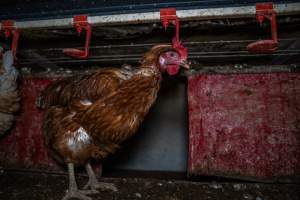 Free-Range Eggs Investigation 2025 - Farm Pride supplies free range and cage free eggs to major supermarkets under their own brand and is also a supplier for Coles brand free range eggs. Their Bears Lagoon farm supplies free range eggs from a system described by The Age as 'intensive free-range farming.'
In these sheds tens of thousands of birds struggle for space in filthy sheds. Hens showed evidence of reproductive illnesses and feather pecking, including missing feathers from their wings and necks. One chicken was filmed with a twisted, deformed leg, while others showed clear signs of being bullied by being pecked by other chickens.
On this farm investigators entered an empty shed where hens had been 'depopulated,' to be taken to slaughter. Two chickens had been left behind and were found huddled in the empty stacks, missing almost all of the feathers from their backs and necks. In another shed hens were found to be laying jelly-like, soft shelled eggs, an indication of nutrition deficiencies and stress. Hens would fight to eat these eggs, a valuable source of calcium in their otherwise deprived diets. - Captured at Farm Pride Bears Lagoon - Site 1, Bears Lagoon VIC Australia.