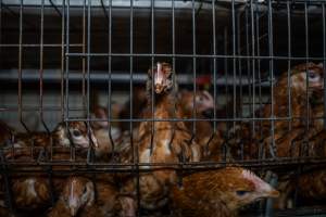 Young pullet in battery cage - Photographs taken at the Farm Pride pullet farm, next door to their free-range egg farm. 

Although described as 'free-range' young hens, known as pullets, were discovered confined to battery cages, strikingly similar to those found on cage egg farms. Hens are introduced into the laying sheds at between 18-20 weeks and will remain there until their laying slows at 12-18 months old. This means that, for up to a quarter of their life, these 'free-range' chickens will live in small, wire cages with no access to the outdoors. 18 months old 'spent' hens are sent to the slaughterhouse where they will be killed and turned into cheap meat products.
 - Captured at Farm Pride Bears Lagoon - Pullet raising, Bears Lagoon VIC Australia.