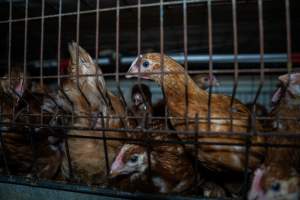 Young hens in battery cage - Photographs taken at the Farm Pride pullet farm, next door to their free-range egg farm. 

Although described as 'free-range' young hens, known as pullets, were discovered confined to battery cages, strikingly similar to those found on cage egg farms. Hens are introduced into the laying sheds at between 18-20 weeks and will remain there until their laying slows at 12-18 months old. This means that, for up to a quarter of their life, these 'free-range' chickens will live in small, wire cages with no access to the outdoors. 18 months old 'spent' hens are sent to the slaughterhouse where they will be killed and turned into cheap meat products.
 - Captured at Farm Pride Bears Lagoon - Pullet raising, Bears Lagoon VIC Australia.