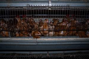 Young hens in battery cage - Photographs taken at the Farm Pride pullet farm, next door to their free-range egg farm. 

Although described as 'free-range' young hens, known as pullets, were discovered confined to battery cages, strikingly similar to those found on cage egg farms. Hens are introduced into the laying sheds at between 18-20 weeks and will remain there until their laying slows at 12-18 months old. This means that, for up to a quarter of their life, these 'free-range' chickens will live in small, wire cages with no access to the outdoors. 18 months old 'spent' hens are sent to the slaughterhouse where they will be killed and turned into cheap meat products.
 - Captured at Farm Pride Bears Lagoon - Pullet raising, Bears Lagoon VIC Australia.