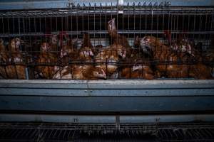 Young hens in battery cage - Photographs taken at the Farm Pride pullet farm, next door to their free-range egg farm. 

Although described as 'free-range' young hens, known as pullets, were discovered confined to battery cages, strikingly similar to those found on cage egg farms. Hens are introduced into the laying sheds at between 18-20 weeks and will remain there until their laying slows at 12-18 months old. This means that, for up to a quarter of their life, these 'free-range' chickens will live in small, wire cages with no access to the outdoors. 18 months old 'spent' hens are sent to the slaughterhouse where they will be killed and turned into cheap meat products.
 - Captured at Farm Pride Bears Lagoon - Pullet raising, Bears Lagoon VIC Australia.