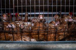 Young hens in battery cage - Photographs taken at the Farm Pride pullet farm, next door to their free-range egg farm. 

Although described as 'free-range' young hens, known as pullets, were discovered confined to battery cages, strikingly similar to those found on cage egg farms. Hens are introduced into the laying sheds at between 18-20 weeks and will remain there until their laying slows at 12-18 months old. This means that, for up to a quarter of their life, these 'free-range' chickens will live in small, wire cages with no access to the outdoors. 18 months old 'spent' hens are sent to the slaughterhouse where they will be killed and turned into cheap meat products.
 - Captured at Farm Pride Bears Lagoon - Pullet raising, Bears Lagoon VIC Australia.