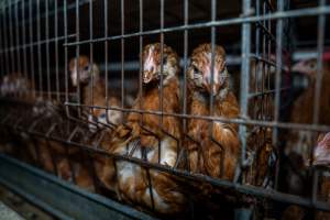 Young hens in battery cage - Photographs taken at the Farm Pride pullet farm, next door to their free-range egg farm. 

Although described as 'free-range' young hens, known as pullets, were discovered confined to battery cages, strikingly similar to those found on cage egg farms. Hens are introduced into the laying sheds at between 18-20 weeks and will remain there until their laying slows at 12-18 months old. This means that, for up to a quarter of their life, these 'free-range' chickens will live in small, wire cages with no access to the outdoors. 18 months old 'spent' hens are sent to the slaughterhouse where they will be killed and turned into cheap meat products.
 - Captured at Farm Pride Bears Lagoon - Pullet raising, Bears Lagoon VIC Australia.