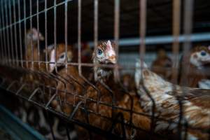 Young hens in battery cage - Photographs taken at the Farm Pride pullet farm, next door to their free-range egg farm. 

Although described as 'free-range' young hens, known as pullets, were discovered confined to battery cages, strikingly similar to those found on cage egg farms. Hens are introduced into the laying sheds at between 18-20 weeks and will remain there until their laying slows at 12-18 months old. This means that, for up to a quarter of their life, these 'free-range' chickens will live in small, wire cages with no access to the outdoors. 18 months old 'spent' hens are sent to the slaughterhouse where they will be killed and turned into cheap meat products.
 - Captured at Farm Pride Bears Lagoon - Pullet raising, Bears Lagoon VIC Australia.
