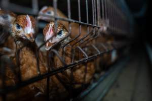 Young hens in battery cage - Photographs taken at the Farm Pride pullet farm, next door to their free-range egg farm.
Although described as 'free-range' young hens, known as pullets, were discovered confined to battery cages, strikingly similar to those found on cage egg farms. Hens are introduced into the laying sheds at between 18-20 weeks and will remain there until their laying slows at 12-18 months old. This means that, for up to a quarter of their life, these 'free-range' chickens will live in small, wire cages with no access to the outdoors. 18 months old 'spent' hens are sent to the slaughterhouse where they will be killed and turned into cheap meat products.
- Captured at Farm Pride Bears Lagoon - Pullet raising, Bears Lagoon VIC Australia.