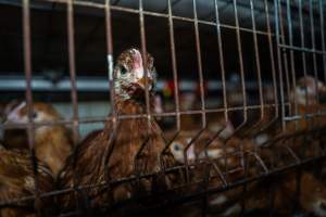 Young hens in battery cage - Photographs taken at the Farm Pride pullet farm, next door to their free-range egg farm. 

Although described as 'free-range' young hens, known as pullets, were discovered confined to battery cages, strikingly similar to those found on cage egg farms. Hens are introduced into the laying sheds at between 18-20 weeks and will remain there until their laying slows at 12-18 months old. This means that, for up to a quarter of their life, these 'free-range' chickens will live in small, wire cages with no access to the outdoors. 18 months old 'spent' hens are sent to the slaughterhouse where they will be killed and turned into cheap meat products.
 - Captured at Farm Pride Bears Lagoon - Pullet raising, Bears Lagoon VIC Australia.