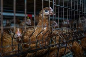 Young hens in battery cage - Photographs taken at the Farm Pride pullet farm, next door to their free-range egg farm. 

Although described as 'free-range' young hens, known as pullets, were discovered confined to battery cages, strikingly similar to those found on cage egg farms. Hens are introduced into the laying sheds at between 18-20 weeks and will remain there until their laying slows at 12-18 months old. This means that, for up to a quarter of their life, these 'free-range' chickens will live in small, wire cages with no access to the outdoors. 18 months old 'spent' hens are sent to the slaughterhouse where they will be killed and turned into cheap meat products.
 - Captured at Farm Pride Bears Lagoon - Pullet raising, Bears Lagoon VIC Australia.