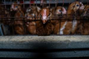 Young hens in battery cage - Photographs taken at the Farm Pride pullet farm, next door to their free-range egg farm. 

Although described as 'free-range' young hens, known as pullets, were discovered confined to battery cages, strikingly similar to those found on cage egg farms. Hens are introduced into the laying sheds at between 18-20 weeks and will remain there until their laying slows at 12-18 months old. This means that, for up to a quarter of their life, these 'free-range' chickens will live in small, wire cages with no access to the outdoors. 18 months old 'spent' hens are sent to the slaughterhouse where they will be killed and turned into cheap meat products.
 - Captured at Farm Pride Bears Lagoon - Pullet raising, Bears Lagoon VIC Australia.