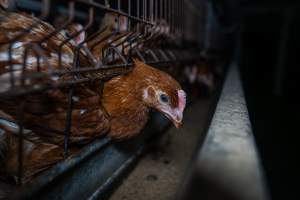 Young hen poking head through cage bars - Photographs taken at the Farm Pride pullet farm, next door to their free-range egg farm. 

Although described as 'free-range' young hens, known as pullets, were discovered confined to battery cages, strikingly similar to those found on cage egg farms. Hens are introduced into the laying sheds at between 18-20 weeks and will remain there until their laying slows at 12-18 months old. This means that, for up to a quarter of their life, these 'free-range' chickens will live in small, wire cages with no access to the outdoors. 18 months old 'spent' hens are sent to the slaughterhouse where they will be killed and turned into cheap meat products.
 - Captured at Farm Pride Bears Lagoon - Pullet raising, Bears Lagoon VIC Australia.