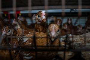 Young hen in battery cage - Photographs taken at the Farm Pride pullet farm, next door to their free-range egg farm. 

Although described as 'free-range' young hens, known as pullets, were discovered confined to battery cages, strikingly similar to those found on cage egg farms. Hens are introduced into the laying sheds at between 18-20 weeks and will remain there until their laying slows at 12-18 months old. This means that, for up to a quarter of their life, these 'free-range' chickens will live in small, wire cages with no access to the outdoors. 18 months old 'spent' hens are sent to the slaughterhouse where they will be killed and turned into cheap meat products.
 - Captured at Farm Pride Bears Lagoon - Pullet raising, Bears Lagoon VIC Australia.