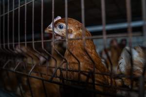Young hen in battery cage - Photographs taken at the Farm Pride pullet farm, next door to their free-range egg farm.
Although described as 'free-range' young hens, known as pullets, were discovered confined to battery cages, strikingly similar to those found on cage egg farms. Hens are introduced into the laying sheds at between 18-20 weeks and will remain there until their laying slows at 12-18 months old. This means that, for up to a quarter of their life, these 'free-range' chickens will live in small, wire cages with no access to the outdoors. 18 months old 'spent' hens are sent to the slaughterhouse where they will be killed and turned into cheap meat products.
- Captured at Farm Pride Bears Lagoon - Pullet raising, Bears Lagoon VIC Australia.
