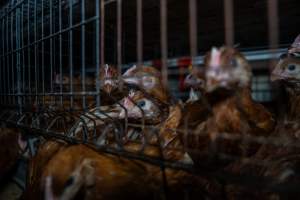 Young hens in battery cage - Photographs taken at the Farm Pride pullet farm, next door to their free-range egg farm. 

Although described as 'free-range' young hens, known as pullets, were discovered confined to battery cages, strikingly similar to those found on cage egg farms. Hens are introduced into the laying sheds at between 18-20 weeks and will remain there until their laying slows at 12-18 months old. This means that, for up to a quarter of their life, these 'free-range' chickens will live in small, wire cages with no access to the outdoors. 18 months old 'spent' hens are sent to the slaughterhouse where they will be killed and turned into cheap meat products.
 - Captured at Farm Pride Bears Lagoon - Pullet raising, Bears Lagoon VIC Australia.