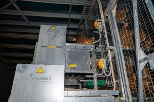 Hen on top of machinery outside of enclosed section - With farms across Central and Northern Victoria, Valley Park Farms proudly markets themselves as being truly free range, no exceptions. On visiting their properties in the North Central Victorian town of Seymour however, we were met with a sight far from the image of 'happy hens' painted on their packaging.

At Valley Park Farms, tens of thousands of hens live in crowded, filthy sheds with only metal bars to perch on. Naturally, hens seek high places to roost but, in these cramped conditions, they are forced to fight for space on one of the faeces encrusted poles, which are arranged in tiers from the floor to the ceiling. 

Hens were found with open wounds, likely from fighting and feather pecking, a symptom of overcrowded sheds. Many hens were missing feathers from their necks, tails and wings, also indicative of cramped sheds with no stimulation. To prevent feather pecking, newborn chicks have their beaks cut, either with a hot blade or a laser. However pecking and cannibalisation are still common, especially in cage free and free range systems.

The sickest and weakest hens sheltered underneath the stacks of perches and nesting boxes. Here, many also lay eggs and could be seen attempting to build nests and sit on eggs. 

Egg laying hens are killed at 12-18 months of age, when their egg production begins to slow. Many don't make it that long. At Valley Park investigators found dead hens decomposing in the sheds, as well as bins of the dead, carelessly discarded alongside rubbish. A pile outside one of the sheds was full of bones and feathers. - Captured at Valley Park Seymour Farm 1 (Fyfe Family Eggs), Seymour VIC Australia.