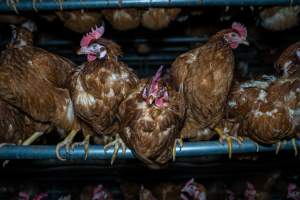 Perched hens - With farms across Central and Northern Victoria, Valley Park Farms proudly markets themselves as being truly free range, no exceptions. On visiting their properties in the North Central Victorian town of Seymour however, we were met with a sight far from the image of 'happy hens' painted on their packaging.

At Valley Park Farms, tens of thousands of hens live in crowded, filthy sheds with only metal bars to perch on. Naturally, hens seek high places to roost but, in these cramped conditions, they are forced to fight for space on one of the faeces encrusted poles, which are arranged in tiers from the floor to the ceiling. 

Hens were found with open wounds, likely from fighting and feather pecking, a symptom of overcrowded sheds. Many hens were missing feathers from their necks, tails and wings, also indicative of cramped sheds with no stimulation. To prevent feather pecking, newborn chicks have their beaks cut, either with a hot blade or a laser. However pecking and cannibalisation are still common, especially in cage free and free range systems.

The sickest and weakest hens sheltered underneath the stacks of perches and nesting boxes. Here, many also lay eggs and could be seen attempting to build nests and sit on eggs. 

Egg laying hens are killed at 12-18 months of age, when their egg production begins to slow. Many don't make it that long. At Valley Park investigators found dead hens decomposing in the sheds, as well as bins of the dead, carelessly discarded alongside rubbish. A pile outside one of the sheds was full of bones and feathers. - Captured at Valley Park Seymour Farm 1 (Fyfe Family Eggs), Seymour VIC Australia.