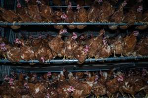 Free-range shed - With farms across Central and Northern Victoria, Valley Park Farms proudly markets themselves as being truly free range, no exceptions. On visiting their properties in the North Central Victorian town of Seymour however, we were met with a sight far from the image of 'happy hens' painted on their packaging.

At Valley Park Farms, tens of thousands of hens live in crowded, filthy sheds with only metal bars to perch on. Naturally, hens seek high places to roost but, in these cramped conditions, they are forced to fight for space on one of the faeces encrusted poles, which are arranged in tiers from the floor to the ceiling. 

Hens were found with open wounds, likely from fighting and feather pecking, a symptom of overcrowded sheds. Many hens were missing feathers from their necks, tails and wings, also indicative of cramped sheds with no stimulation. To prevent feather pecking, newborn chicks have their beaks cut, either with a hot blade or a laser. However pecking and cannibalisation are still common, especially in cage free and free range systems.

The sickest and weakest hens sheltered underneath the stacks of perches and nesting boxes. Here, many also lay eggs and could be seen attempting to build nests and sit on eggs. 

Egg laying hens are killed at 12-18 months of age, when their egg production begins to slow. Many don't make it that long. At Valley Park investigators found dead hens decomposing in the sheds, as well as bins of the dead, carelessly discarded alongside rubbish. A pile outside one of the sheds was full of bones and feathers. - Captured at Valley Park Seymour Farm 1 (Fyfe Family Eggs), Seymour VIC Australia.