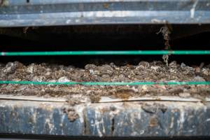 Faeces on grate under perches - With farms across Central and Northern Victoria, Valley Park Farms proudly markets themselves as being truly free range, no exceptions. On visiting their properties in the North Central Victorian town of Seymour however, we were met with a sight far from the image of 'happy hens' painted on their packaging.

At Valley Park Farms, tens of thousands of hens live in crowded, filthy sheds with only metal bars to perch on. Naturally, hens seek high places to roost but, in these cramped conditions, they are forced to fight for space on one of the faeces encrusted poles, which are arranged in tiers from the floor to the ceiling. 

Hens were found with open wounds, likely from fighting and feather pecking, a symptom of overcrowded sheds. Many hens were missing feathers from their necks, tails and wings, also indicative of cramped sheds with no stimulation. To prevent feather pecking, newborn chicks have their beaks cut, either with a hot blade or a laser. However pecking and cannibalisation are still common, especially in cage free and free range systems.

The sickest and weakest hens sheltered underneath the stacks of perches and nesting boxes. Here, many also lay eggs and could be seen attempting to build nests and sit on eggs. 

Egg laying hens are killed at 12-18 months of age, when their egg production begins to slow. Many don't make it that long. At Valley Park investigators found dead hens decomposing in the sheds, as well as bins of the dead, carelessly discarded alongside rubbish. A pile outside one of the sheds was full of bones and feathers. - Captured at Valley Park Seymour Farm 1 (Fyfe Family Eggs), Seymour VIC Australia.