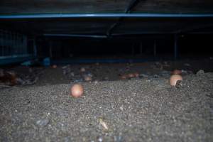 Eggs underneath perches in shed - With farms across Central and Northern Victoria, Valley Park Farms proudly markets themselves as being truly free range, no exceptions. On visiting their properties in the North Central Victorian town of Seymour however, we were met with a sight far from the image of 'happy hens' painted on their packaging.

At Valley Park Farms, tens of thousands of hens live in crowded, filthy sheds with only metal bars to perch on. Naturally, hens seek high places to roost but, in these cramped conditions, they are forced to fight for space on one of the faeces encrusted poles, which are arranged in tiers from the floor to the ceiling. 

Hens were found with open wounds, likely from fighting and feather pecking, a symptom of overcrowded sheds. Many hens were missing feathers from their necks, tails and wings, also indicative of cramped sheds with no stimulation. To prevent feather pecking, newborn chicks have their beaks cut, either with a hot blade or a laser. However pecking and cannibalisation are still common, especially in cage free and free range systems.

The sickest and weakest hens sheltered underneath the stacks of perches and nesting boxes. Here, many also lay eggs and could be seen attempting to build nests and sit on eggs. 

Egg laying hens are killed at 12-18 months of age, when their egg production begins to slow. Many don't make it that long. At Valley Park investigators found dead hens decomposing in the sheds, as well as bins of the dead, carelessly discarded alongside rubbish. A pile outside one of the sheds was full of bones and feathers. - Captured at Valley Park Seymour Farm 1 (Fyfe Family Eggs), Seymour VIC Australia.