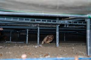 Unwell hen under perches in free-range shed - With farms across Central and Northern Victoria, Valley Park Farms proudly markets themselves as being truly free range, no exceptions. On visiting their properties in the North Central Victorian town of Seymour however, we were met with a sight far from the image of 'happy hens' painted on their packaging.

At Valley Park Farms, tens of thousands of hens live in crowded, filthy sheds with only metal bars to perch on. Naturally, hens seek high places to roost but, in these cramped conditions, they are forced to fight for space on one of the faeces encrusted poles, which are arranged in tiers from the floor to the ceiling. 

Hens were found with open wounds, likely from fighting and feather pecking, a symptom of overcrowded sheds. Many hens were missing feathers from their necks, tails and wings, also indicative of cramped sheds with no stimulation. To prevent feather pecking, newborn chicks have their beaks cut, either with a hot blade or a laser. However pecking and cannibalisation are still common, especially in cage free and free range systems.

The sickest and weakest hens sheltered underneath the stacks of perches and nesting boxes. Here, many also lay eggs and could be seen attempting to build nests and sit on eggs. 

Egg laying hens are killed at 12-18 months of age, when their egg production begins to slow. Many don't make it that long. At Valley Park investigators found dead hens decomposing in the sheds, as well as bins of the dead, carelessly discarded alongside rubbish. A pile outside one of the sheds was full of bones and feathers. - Captured at Valley Park Seymour Farm 1 (Fyfe Family Eggs), Seymour VIC Australia.