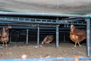 Unwell hen under perches in free-range shed - With farms across Central and Northern Victoria, Valley Park Farms proudly markets themselves as being truly free range, no exceptions. On visiting their properties in the North Central Victorian town of Seymour however, we were met with a sight far from the image of 'happy hens' painted on their packaging.

At Valley Park Farms, tens of thousands of hens live in crowded, filthy sheds with only metal bars to perch on. Naturally, hens seek high places to roost but, in these cramped conditions, they are forced to fight for space on one of the faeces encrusted poles, which are arranged in tiers from the floor to the ceiling. 

Hens were found with open wounds, likely from fighting and feather pecking, a symptom of overcrowded sheds. Many hens were missing feathers from their necks, tails and wings, also indicative of cramped sheds with no stimulation. To prevent feather pecking, newborn chicks have their beaks cut, either with a hot blade or a laser. However pecking and cannibalisation are still common, especially in cage free and free range systems.

The sickest and weakest hens sheltered underneath the stacks of perches and nesting boxes. Here, many also lay eggs and could be seen attempting to build nests and sit on eggs. 

Egg laying hens are killed at 12-18 months of age, when their egg production begins to slow. Many don't make it that long. At Valley Park investigators found dead hens decomposing in the sheds, as well as bins of the dead, carelessly discarded alongside rubbish. A pile outside one of the sheds was full of bones and feathers. - Captured at Valley Park Seymour Farm 1 (Fyfe Family Eggs), Seymour VIC Australia.