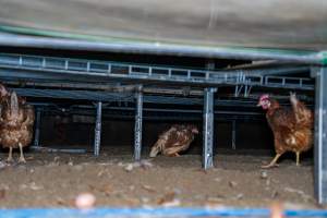 Unwell hen under perches in free-range shed - With farms across Central and Northern Victoria, Valley Park Farms proudly markets themselves as being truly free range, no exceptions. On visiting their properties in the North Central Victorian town of Seymour however, we were met with a sight far from the image of 'happy hens' painted on their packaging.

At Valley Park Farms, tens of thousands of hens live in crowded, filthy sheds with only metal bars to perch on. Naturally, hens seek high places to roost but, in these cramped conditions, they are forced to fight for space on one of the faeces encrusted poles, which are arranged in tiers from the floor to the ceiling. 

Hens were found with open wounds, likely from fighting and feather pecking, a symptom of overcrowded sheds. Many hens were missing feathers from their necks, tails and wings, also indicative of cramped sheds with no stimulation. To prevent feather pecking, newborn chicks have their beaks cut, either with a hot blade or a laser. However pecking and cannibalisation are still common, especially in cage free and free range systems.

The sickest and weakest hens sheltered underneath the stacks of perches and nesting boxes. Here, many also lay eggs and could be seen attempting to build nests and sit on eggs. 

Egg laying hens are killed at 12-18 months of age, when their egg production begins to slow. Many don't make it that long. At Valley Park investigators found dead hens decomposing in the sheds, as well as bins of the dead, carelessly discarded alongside rubbish. A pile outside one of the sheds was full of bones and feathers. - Captured at Valley Park Seymour Farm 1 (Fyfe Family Eggs), Seymour VIC Australia.
