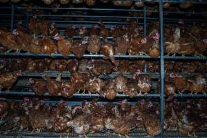Crowded free-range shed - With farms across Central and Northern Victoria, Valley Park Farms proudly markets themselves as being truly free range, no exceptions. On visiting their properties in the North Central Victorian town of Seymour however, we were met with a sight far from the image of 'happy hens' painted on their packaging.

At Valley Park Farms, tens of thousands of hens live in crowded, filthy sheds with only metal bars to perch on. Naturally, hens seek high places to roost but, in these cramped conditions, they are forced to fight for space on one of the faeces encrusted poles, which are arranged in tiers from the floor to the ceiling. 

Hens were found with open wounds, likely from fighting and feather pecking, a symptom of overcrowded sheds. Many hens were missing feathers from their necks, tails and wings, also indicative of cramped sheds with no stimulation. To prevent feather pecking, newborn chicks have their beaks cut, either with a hot blade or a laser. However pecking and cannibalisation are still common, especially in cage free and free range systems.

The sickest and weakest hens sheltered underneath the stacks of perches and nesting boxes. Here, many also lay eggs and could be seen attempting to build nests and sit on eggs. 

Egg laying hens are killed at 12-18 months of age, when their egg production begins to slow. Many don't make it that long. At Valley Park investigators found dead hens decomposing in the sheds, as well as bins of the dead, carelessly discarded alongside rubbish. A pile outside one of the sheds was full of bones and feathers. - Captured at Valley Park Seymour Farm 1 (Fyfe Family Eggs), Seymour VIC Australia.