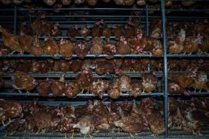 Crowded free-range shed - With farms across Central and Northern Victoria, Valley Park Farms proudly markets themselves as being truly free range, no exceptions. On visiting their properties in the North Central Victorian town of Seymour however, we were met with a sight far from the image of 'happy hens' painted on their packaging.

At Valley Park Farms, tens of thousands of hens live in crowded, filthy sheds with only metal bars to perch on. Naturally, hens seek high places to roost but, in these cramped conditions, they are forced to fight for space on one of the faeces encrusted poles, which are arranged in tiers from the floor to the ceiling. 

Hens were found with open wounds, likely from fighting and feather pecking, a symptom of overcrowded sheds. Many hens were missing feathers from their necks, tails and wings, also indicative of cramped sheds with no stimulation. To prevent feather pecking, newborn chicks have their beaks cut, either with a hot blade or a laser. However pecking and cannibalisation are still common, especially in cage free and free range systems.

The sickest and weakest hens sheltered underneath the stacks of perches and nesting boxes. Here, many also lay eggs and could be seen attempting to build nests and sit on eggs. 

Egg laying hens are killed at 12-18 months of age, when their egg production begins to slow. Many don't make it that long. At Valley Park investigators found dead hens decomposing in the sheds, as well as bins of the dead, carelessly discarded alongside rubbish. A pile outside one of the sheds was full of bones and feathers. - Captured at Valley Park Seymour Farm 1 (Fyfe Family Eggs), Seymour VIC Australia.