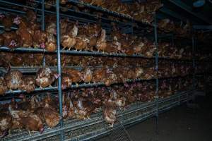 Crowded free-range shed - With farms across Central and Northern Victoria, Valley Park Farms proudly markets themselves as being truly free range, no exceptions. On visiting their properties in the North Central Victorian town of Seymour however, we were met with a sight far from the image of 'happy hens' painted on their packaging.

At Valley Park Farms, tens of thousands of hens live in crowded, filthy sheds with only metal bars to perch on. Naturally, hens seek high places to roost but, in these cramped conditions, they are forced to fight for space on one of the faeces encrusted poles, which are arranged in tiers from the floor to the ceiling. 

Hens were found with open wounds, likely from fighting and feather pecking, a symptom of overcrowded sheds. Many hens were missing feathers from their necks, tails and wings, also indicative of cramped sheds with no stimulation. To prevent feather pecking, newborn chicks have their beaks cut, either with a hot blade or a laser. However pecking and cannibalisation are still common, especially in cage free and free range systems.

The sickest and weakest hens sheltered underneath the stacks of perches and nesting boxes. Here, many also lay eggs and could be seen attempting to build nests and sit on eggs. 

Egg laying hens are killed at 12-18 months of age, when their egg production begins to slow. Many don't make it that long. At Valley Park investigators found dead hens decomposing in the sheds, as well as bins of the dead, carelessly discarded alongside rubbish. A pile outside one of the sheds was full of bones and feathers. - Captured at Valley Park Seymour Farm 1 (Fyfe Family Eggs), Seymour VIC Australia.
