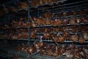 Crowded free-range shed - With farms across Central and Northern Victoria, Valley Park Farms proudly markets themselves as being truly free range, no exceptions. On visiting their properties in the North Central Victorian town of Seymour however, we were met with a sight far from the image of 'happy hens' painted on their packaging.

At Valley Park Farms, tens of thousands of hens live in crowded, filthy sheds with only metal bars to perch on. Naturally, hens seek high places to roost but, in these cramped conditions, they are forced to fight for space on one of the faeces encrusted poles, which are arranged in tiers from the floor to the ceiling. 

Hens were found with open wounds, likely from fighting and feather pecking, a symptom of overcrowded sheds. Many hens were missing feathers from their necks, tails and wings, also indicative of cramped sheds with no stimulation. To prevent feather pecking, newborn chicks have their beaks cut, either with a hot blade or a laser. However pecking and cannibalisation are still common, especially in cage free and free range systems.

The sickest and weakest hens sheltered underneath the stacks of perches and nesting boxes. Here, many also lay eggs and could be seen attempting to build nests and sit on eggs. 

Egg laying hens are killed at 12-18 months of age, when their egg production begins to slow. Many don't make it that long. At Valley Park investigators found dead hens decomposing in the sheds, as well as bins of the dead, carelessly discarded alongside rubbish. A pile outside one of the sheds was full of bones and feathers. - Captured at Valley Park Seymour Farm 1 (Fyfe Family Eggs), Seymour VIC Australia.