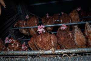 Hen perching in shed - With farms across Central and Northern Victoria, Valley Park Farms proudly markets themselves as being truly free range, no exceptions. On visiting their properties in the North Central Victorian town of Seymour however, we were met with a sight far from the image of 'happy hens' painted on their packaging.

At Valley Park Farms, tens of thousands of hens live in crowded, filthy sheds with only metal bars to perch on. Naturally, hens seek high places to roost but, in these cramped conditions, they are forced to fight for space on one of the faeces encrusted poles, which are arranged in tiers from the floor to the ceiling. 

Hens were found with open wounds, likely from fighting and feather pecking, a symptom of overcrowded sheds. Many hens were missing feathers from their necks, tails and wings, also indicative of cramped sheds with no stimulation. To prevent feather pecking, newborn chicks have their beaks cut, either with a hot blade or a laser. However pecking and cannibalisation are still common, especially in cage free and free range systems.

The sickest and weakest hens sheltered underneath the stacks of perches and nesting boxes. Here, many also lay eggs and could be seen attempting to build nests and sit on eggs. 

Egg laying hens are killed at 12-18 months of age, when their egg production begins to slow. Many don't make it that long. At Valley Park investigators found dead hens decomposing in the sheds, as well as bins of the dead, carelessly discarded alongside rubbish. A pile outside one of the sheds was full of bones and feathers. - Captured at Valley Park Seymour Farm 1 (Fyfe Family Eggs), Seymour VIC Australia.