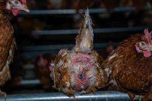 Egg-bound hen with injured behind - With farms across Central and Northern Victoria, Valley Park Farms proudly markets themselves as being truly free range, no exceptions. On visiting their properties in the North Central Victorian town of Seymour however, we were met with a sight far from the image of 'happy hens' painted on their packaging.
At Valley Park Farms, tens of thousands of hens live in crowded, filthy sheds with only metal bars to perch on. Naturally, hens seek high places to roost but, in these cramped conditions, they are forced to fight for space on one of the faeces encrusted poles, which are arranged in tiers from the floor to the ceiling.
Hens were found with open wounds, likely from fighting and feather pecking, a symptom of overcrowded sheds. Many hens were missing feathers from their necks, tails and wings, also indicative of cramped sheds with no stimulation. To prevent feather pecking, newborn chicks have their beaks cut, either with a hot blade or a laser. However pecking and cannibalisation are still common, especially in cage free and free range systems.
The sickest and weakest hens sheltered underneath the stacks of perches and nesting boxes. Here, many also lay eggs and could be seen attempting to build nests and sit on eggs.
Egg laying hens are killed at 12-18 months of age, when their egg production begins to slow. Many don't make it that long. At Valley Park investigators found dead hens decomposing in the sheds, as well as bins of the dead, carelessly discarded alongside rubbish. A pile outside one of the sheds was full of bones and feathers. - Captured at Valley Park Seymour Farm 1 (Fyfe Family Eggs), Seymour VIC Australia.